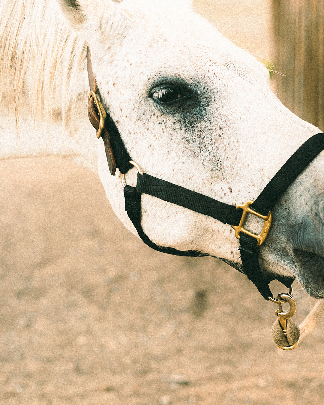 Creative Editorial Portraits with Horses on a Private Ranch in Montana — photograph 3 of 20